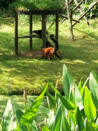 05-Lemuren-aan-het-spelen